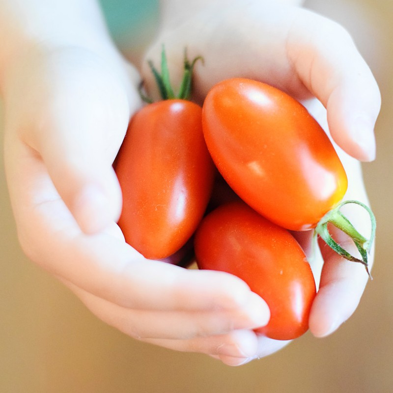 Fresh Tomatoes More Than Just Flavor